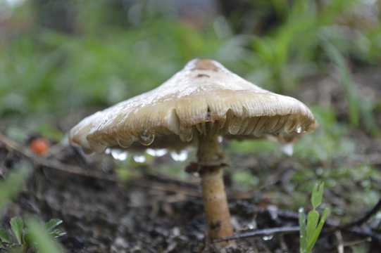 雨后的蘑菇