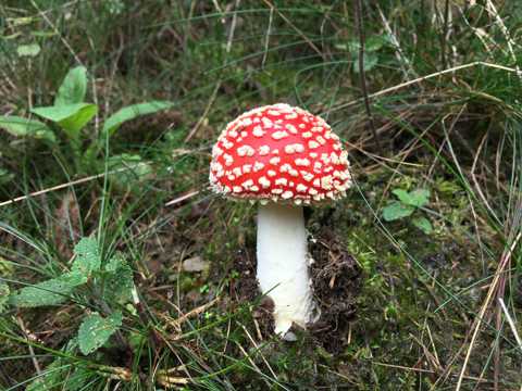 草场红色毒蘑菇图片