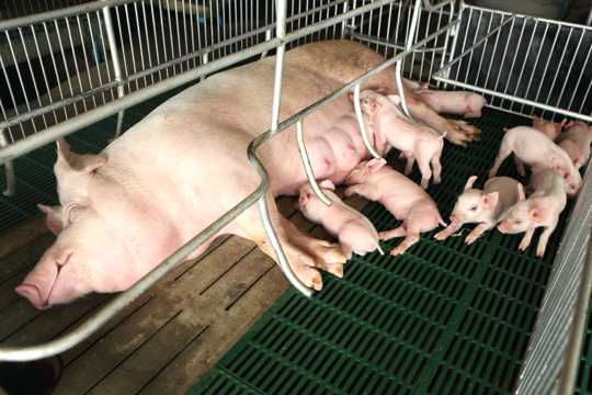 母猪哺小猪崽图片