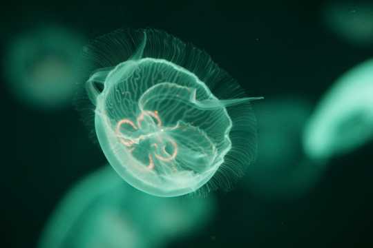 绿色透亮水母海蜇图片