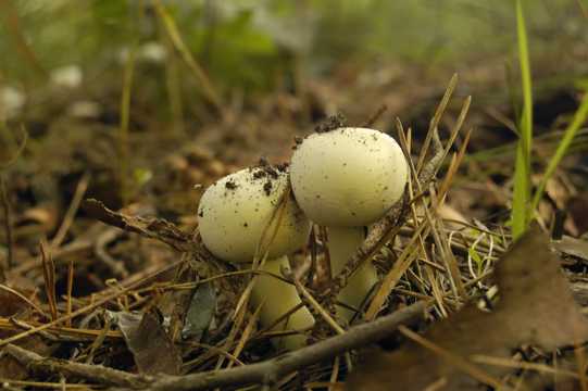 破土而出的蘑菇