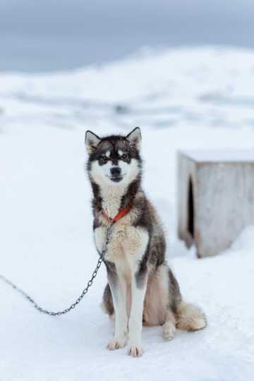 雪地上的兰西尔犬