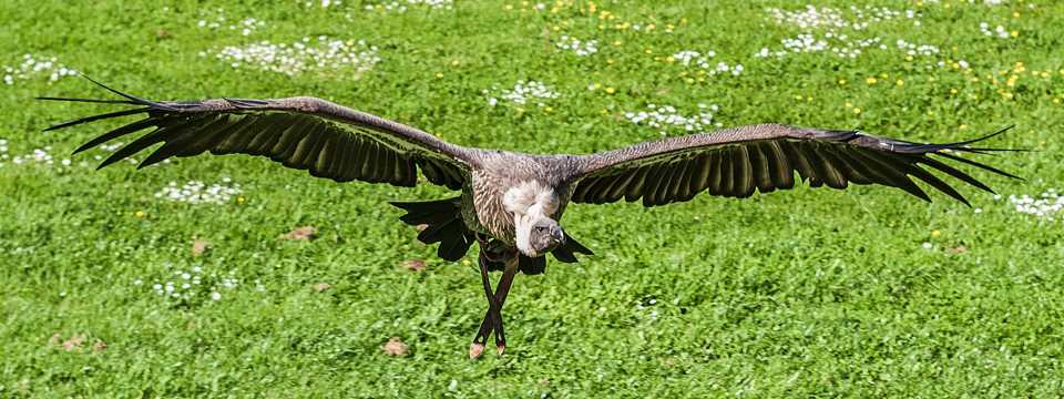 飞越草坪的老鹰图片