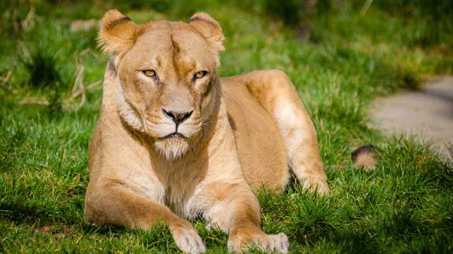 草坪上静静观望的母狮子图片