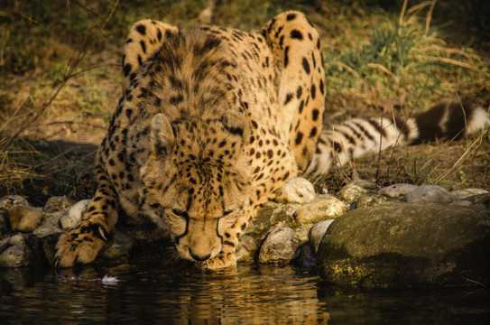 河边猎豹喝水图片