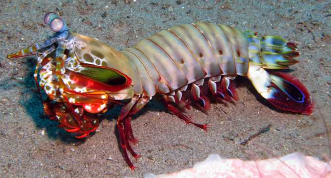 斑斓螳螂虾图片