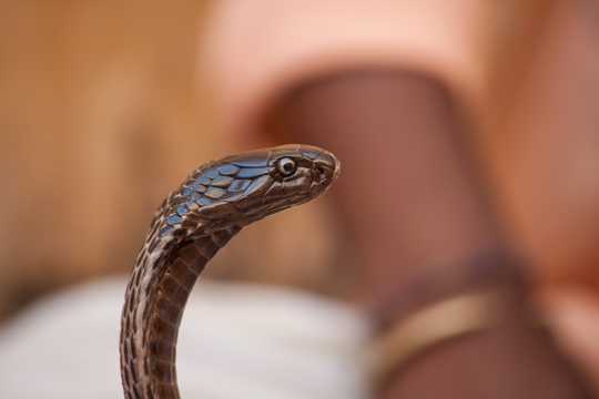 蛇的头部图片
