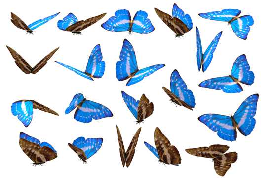 蓝色蝴蝶图片素材