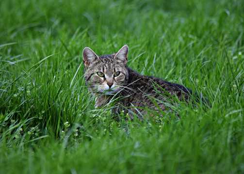 绿草坪猫咪图片