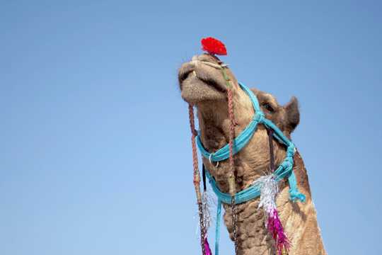 耐旱的骆驼图片