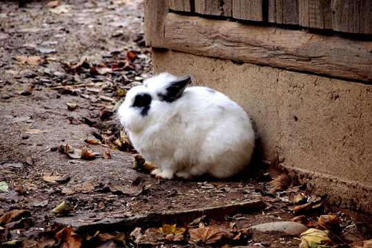 可爱的海棠兔