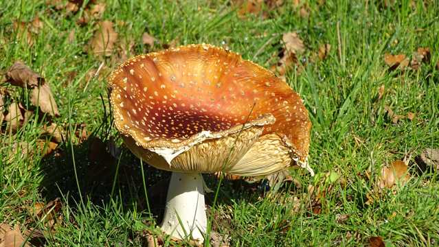 草原毒蘑菇图片