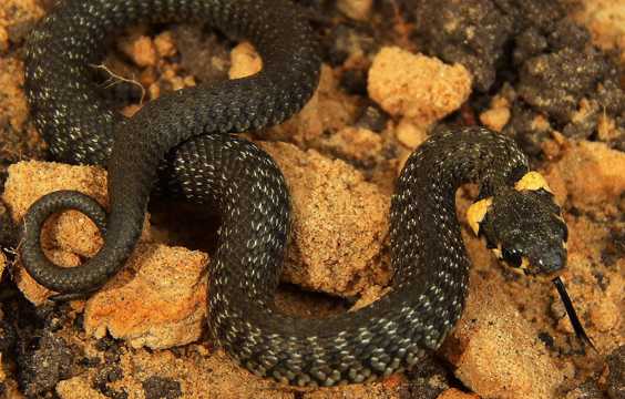 澳洲黑虎蛇图片