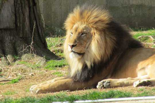 丛林大狮子休息图片