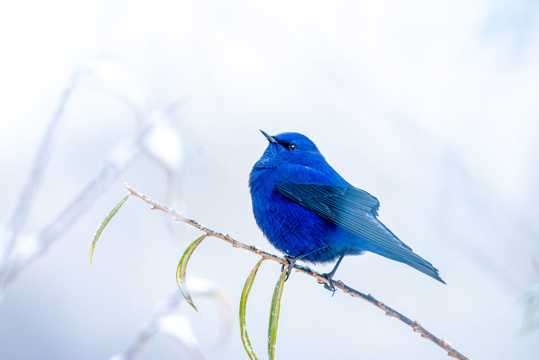 美丽蓝色小鸟图片