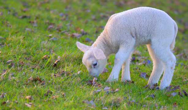 低头吃草的小绵羊图片