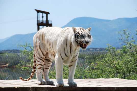 站立的白老虎
