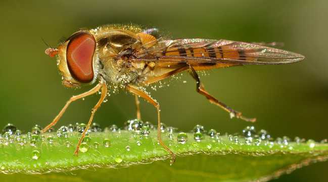 野生动物食蚜蝇图片