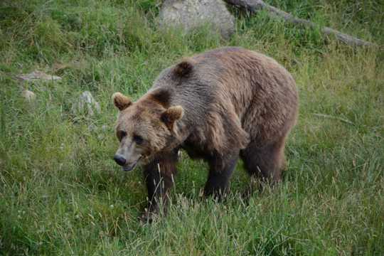 体型宏壮的棕熊高清图片