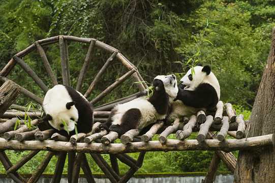 乖巧无敌的大熊猫图片