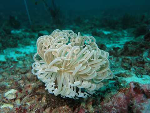 海底五光十色奇特的珊瑚图片