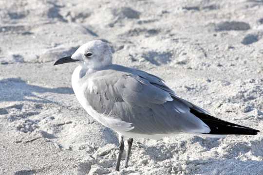 沙滩灰色海鸥图片