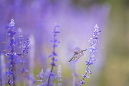 紫色花朵蜂鸟图片
