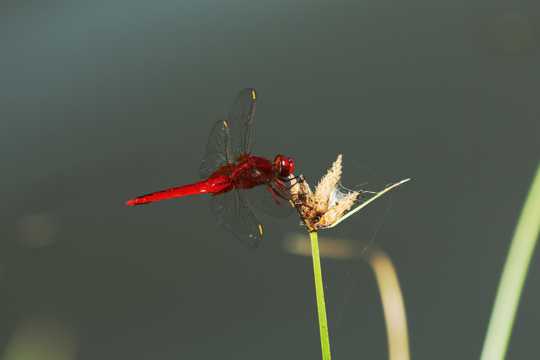红蜻蜓高清图片