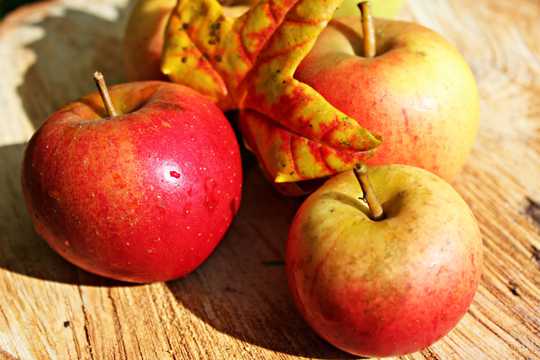 秋季苹果图片