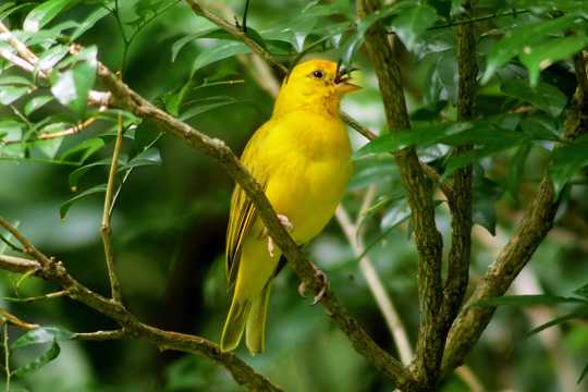 枝头上黄色小鸟图片