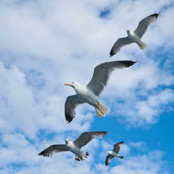 悠然自由的海鸥图片