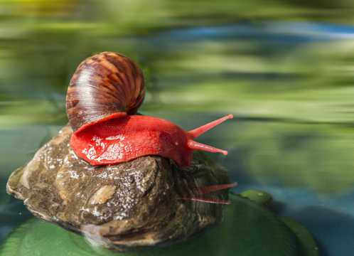 野生非洲大蜗牛图片