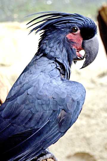 停歇的棕榈凤头鹦鹉