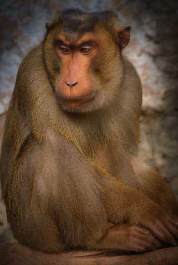 灵长类动物猕猴图片