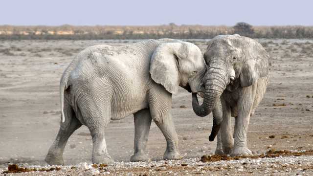 野生非洲象图片