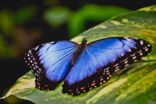 叶子上的蓝色蝴蝶