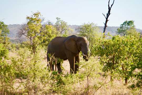大象在树林图片