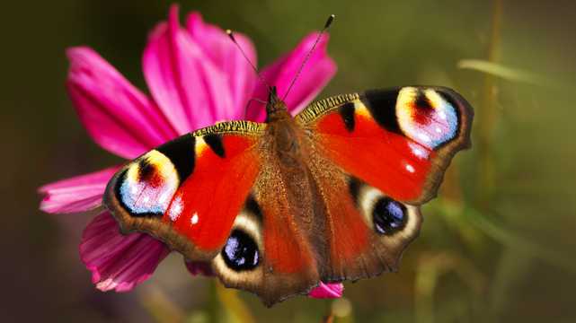花草上的孔雀蝴蝶图片