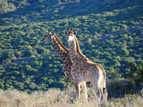站立的南非长颈鹿