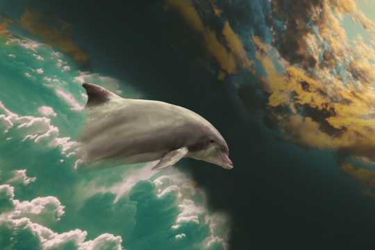 人类可人的好友海豚图片