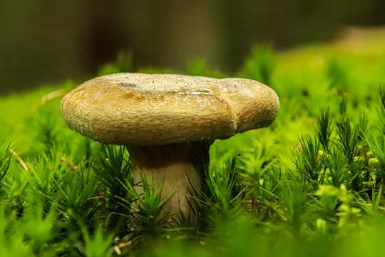 草丛里的海绵蘑菇