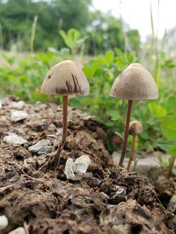 土壤上的小蘑菇