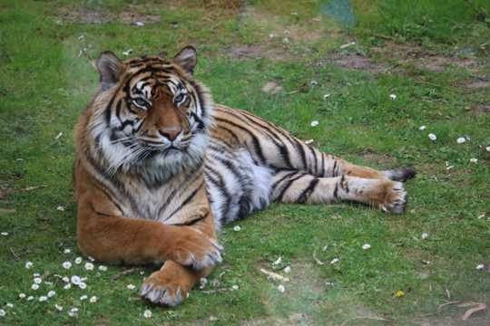 草地上的西伯利亚虎