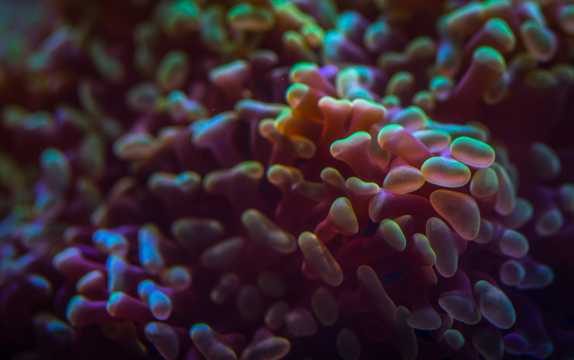 深海里的珊瑚虫