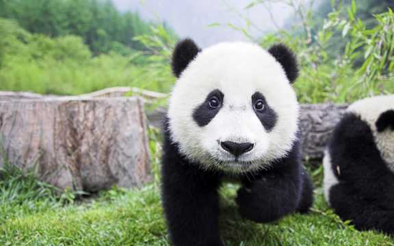 呆萌的国宝大熊猫