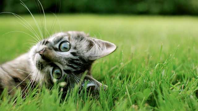 草地上的美国短毛猫