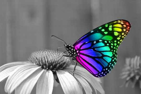 彩色梦幻好看优美的蝴蝶图片