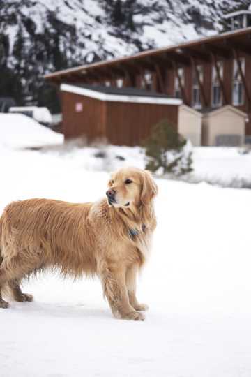 雪地上的金毛犬