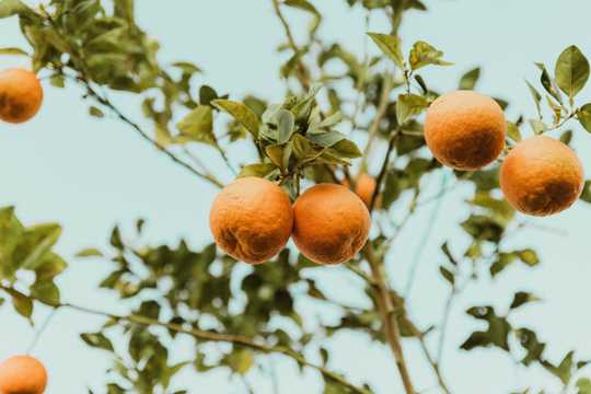 树上新鲜橘子图片