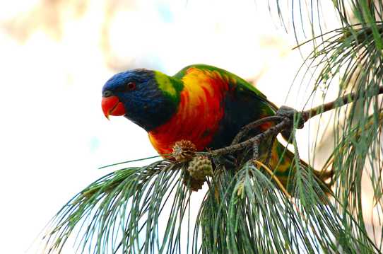 树枝上的彩虹鹦鹉